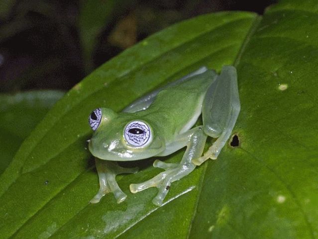 These funny animals (56 pics)