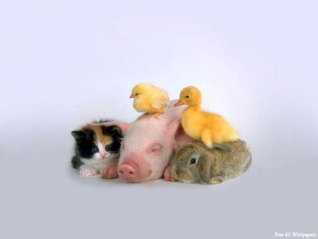 These funny animals (56 pics)