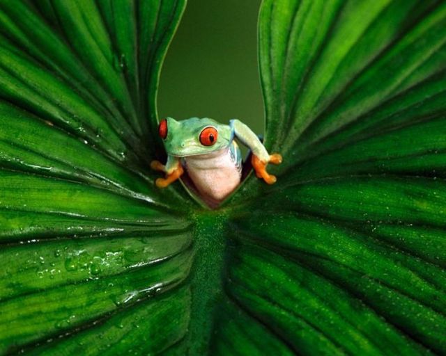 These funny animals (56 pics)