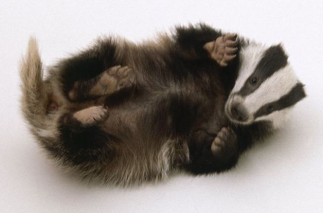 These funny animals (56 pics)