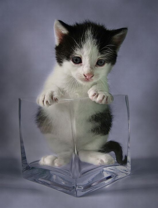 These funny animals (56 pics)