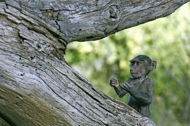 These funny animals (56 pics)