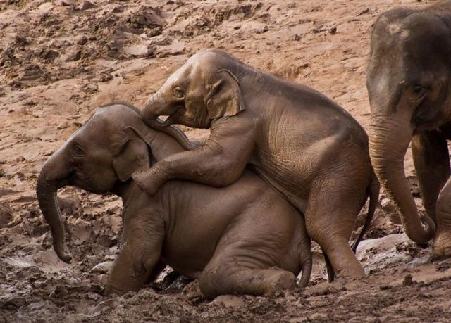 These funny animals (56 pics)