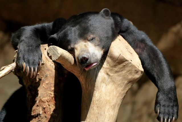 These funny animals (56 pics)
