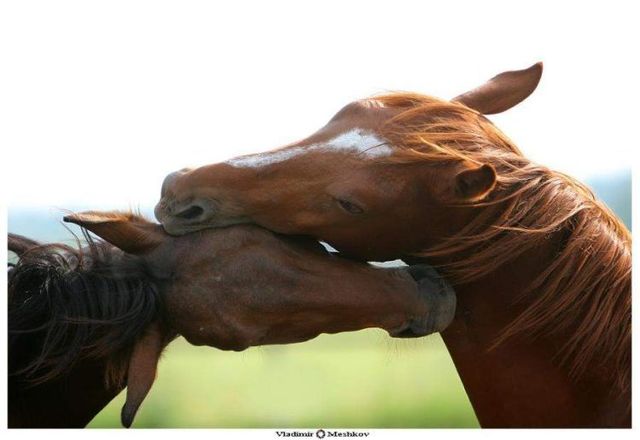 These funny animals (56 pics)