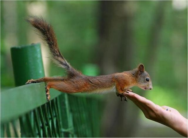 These funny animals (56 pics)