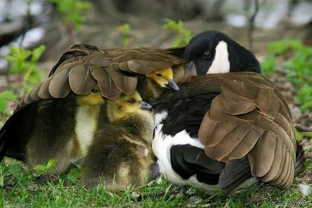 These funny animals (56 pics)