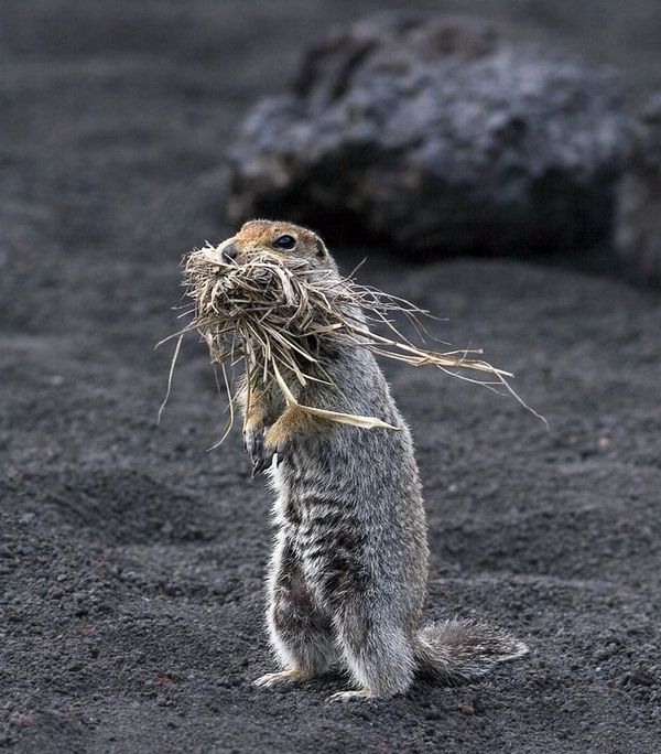 These funny animals (56 pics)