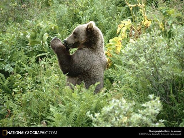 These funny animals (56 pics)