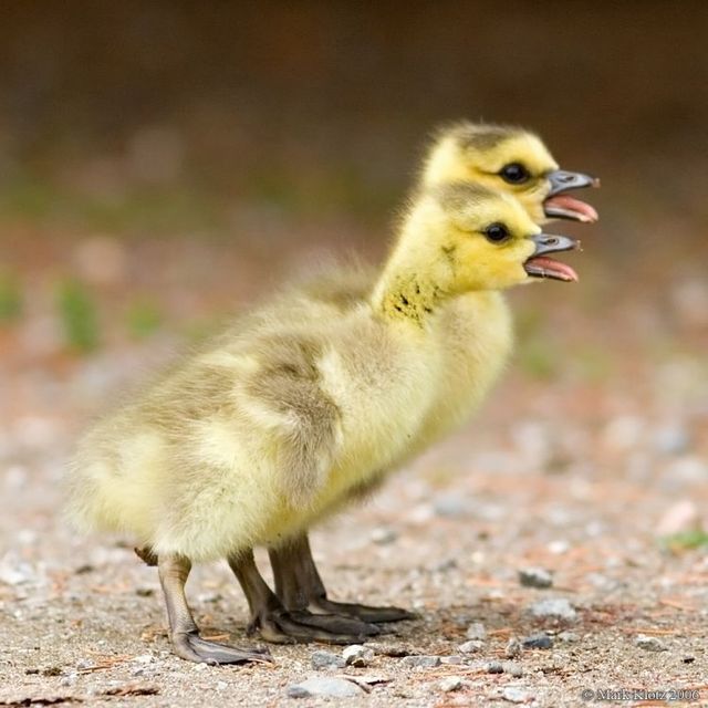 These funny animals (56 pics)