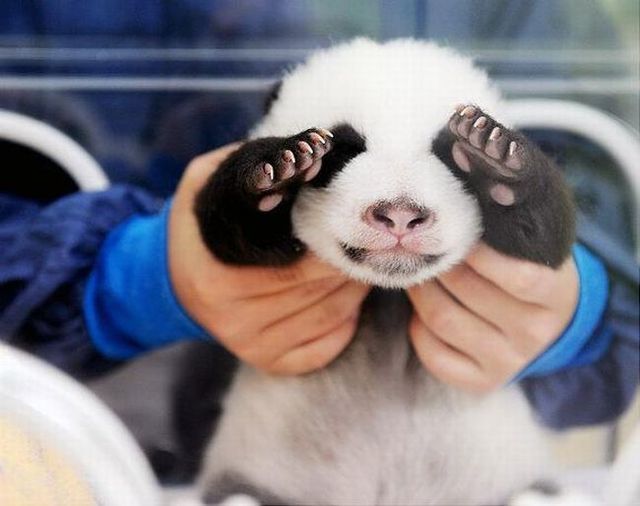 These funny animals (56 pics)