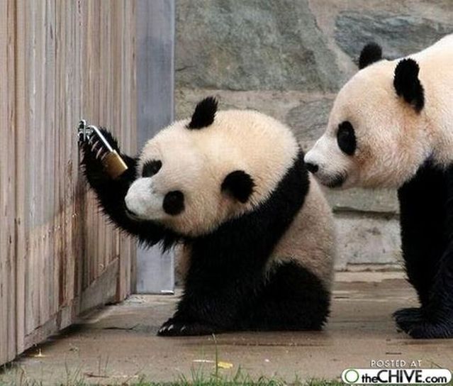 These funny animals (56 pics)