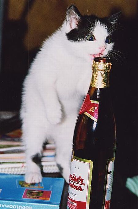 These funny animals (56 pics)