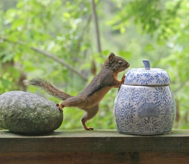 These funny animals (56 pics)