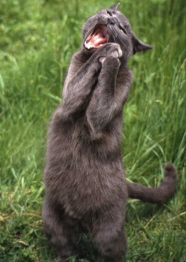 These funny animals (56 pics)