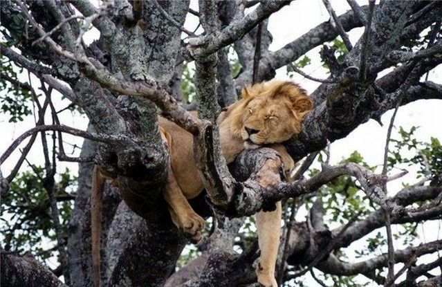 These funny animals (56 pics)