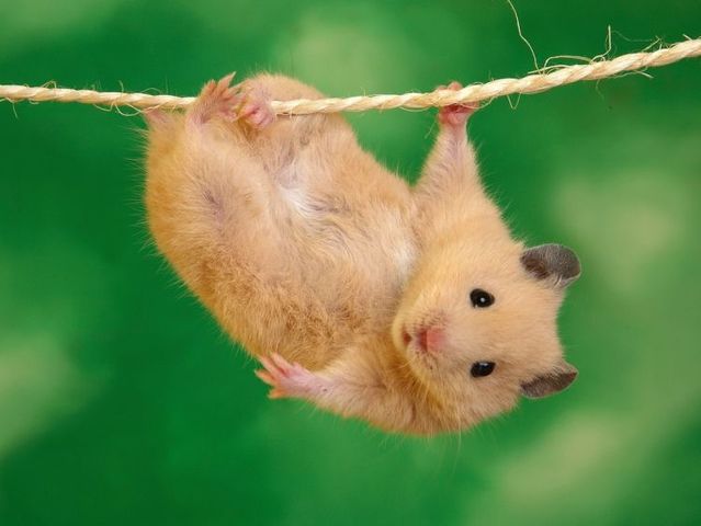 These funny animals (56 pics)
