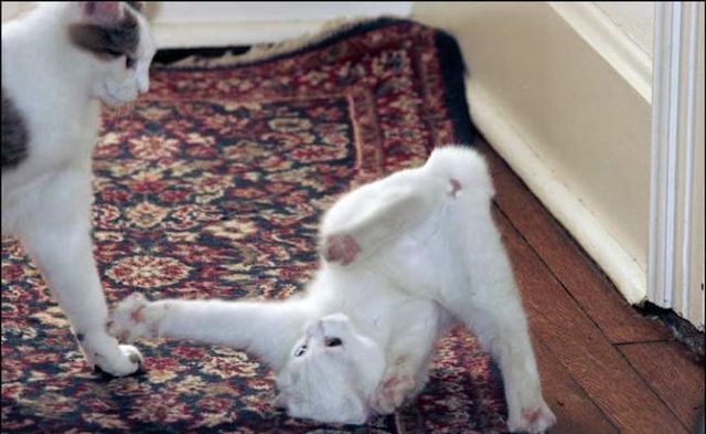 These funny animals (56 pics)
