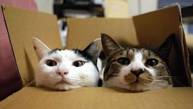 These funny animals (56 pics)