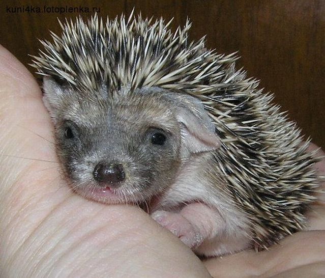 These funny animals (56 pics)