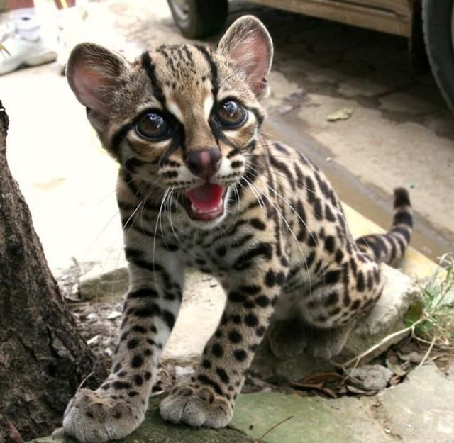 Rare species of the Felidae family (23 photos + 1 video)