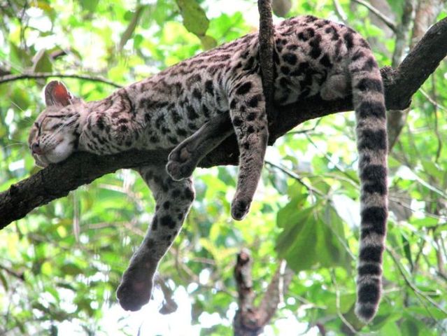 Rare species of the Felidae family (23 photos + 1 video)