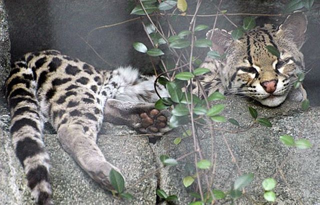 Rare species of the Felidae family (23 photos + 1 video)