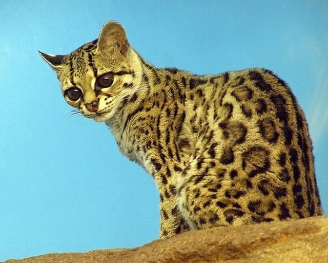Rare species of the Felidae family (23 photos + 1 video)