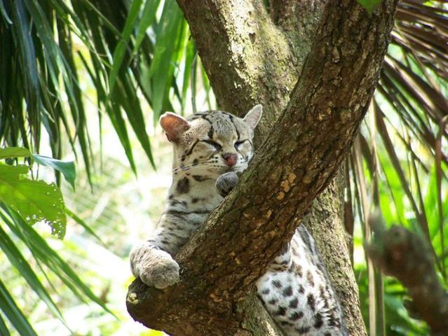 Rare species of the Felidae family (23 photos + 1 video)