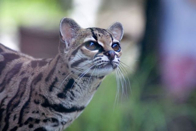 Rare species of the Felidae family (23 photos + 1 video)