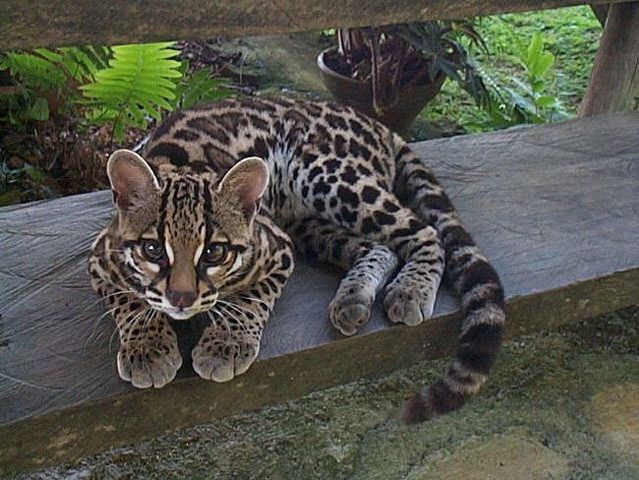 Rare species of the Felidae family (23 photos + 1 video)