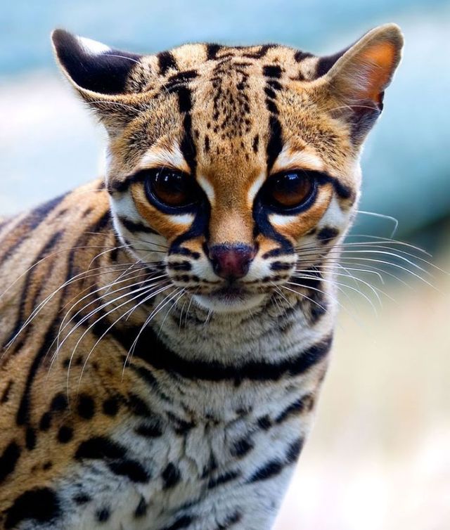 Rare species of the Felidae family (23 photos + 1 video)