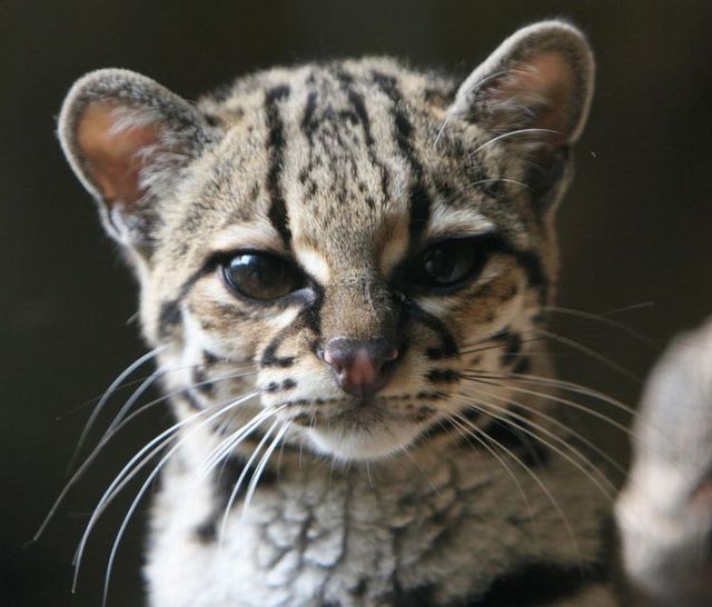 Rare species of the Felidae family (23 photos + 1 video)