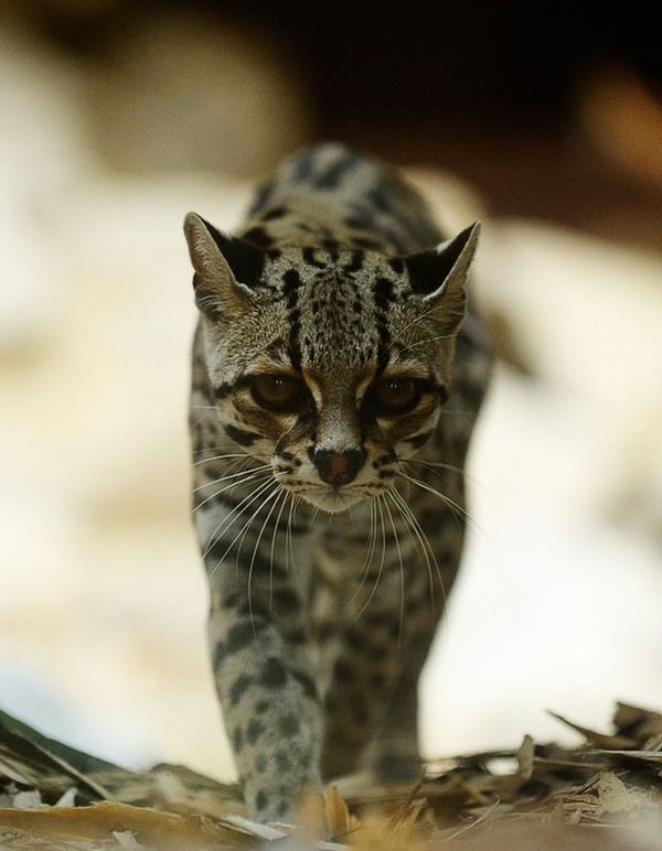 Rare species of the Felidae family (23 photos + 1 video)
