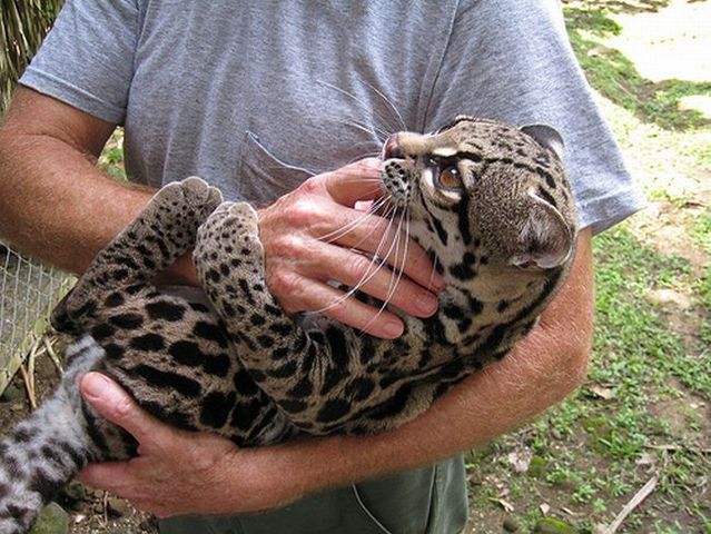 Rare species of the Felidae family (23 photos + 1 video)