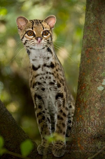 Rare species of the Felidae family (23 photos + 1 video)
