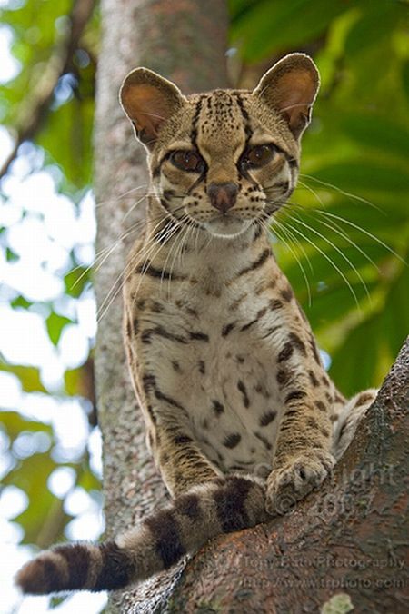 Rare species of the Felidae family (23 photos + 1 video)