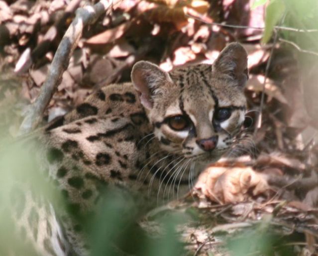 Rare species of the Felidae family (23 photos + 1 video)