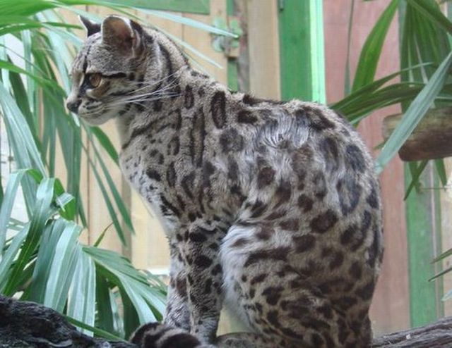 Rare species of the Felidae family (23 photos + 1 video)