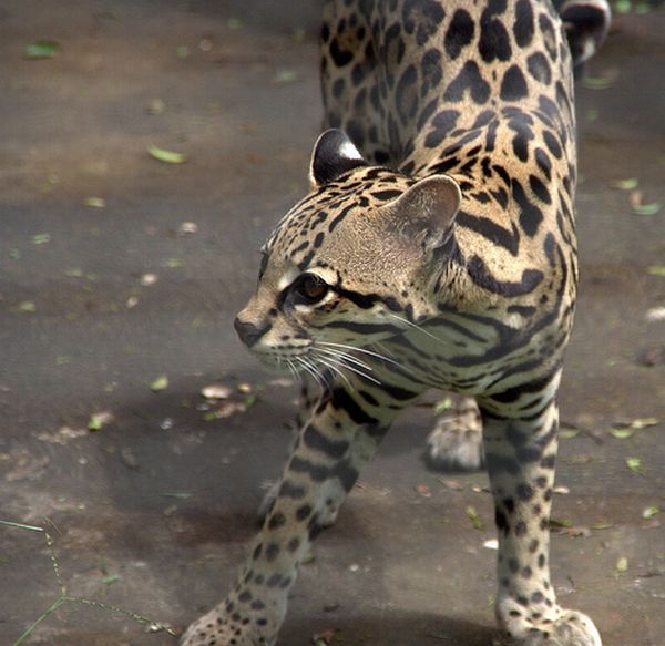 Rare species of the Felidae family (23 photos + 1 video)