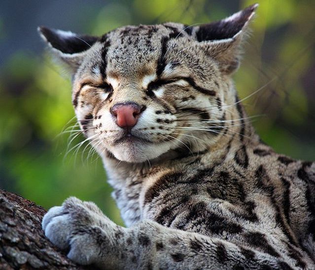 Rare species of the Felidae family (23 photos + 1 video)