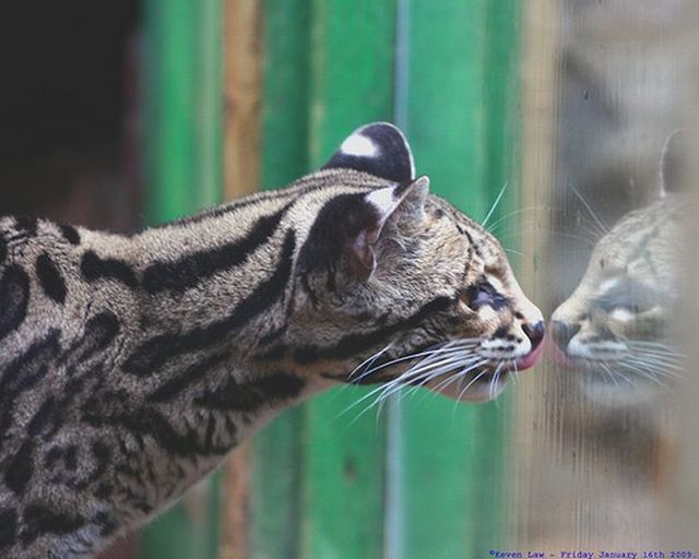 Rare species of the Felidae family (23 photos + 1 video)