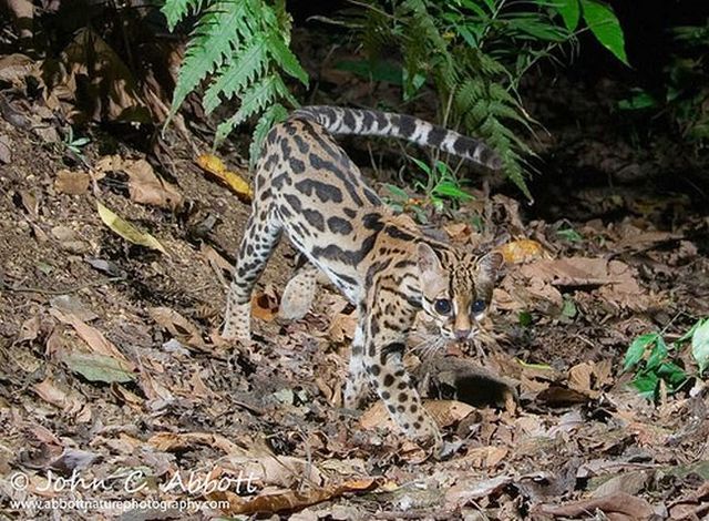 Rare species of the Felidae family (23 photos + 1 video)