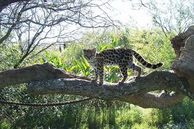 Rare species of the Felidae family (23 photos + 1 video)