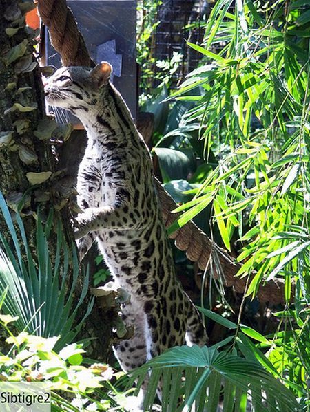 Rare species of the Felidae family (23 photos + 1 video)