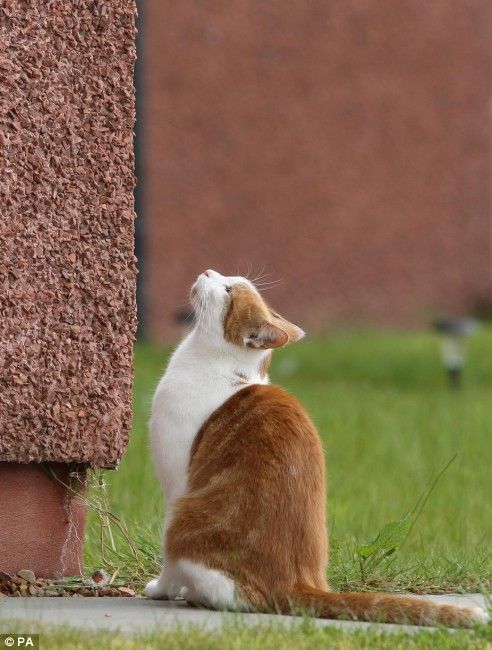 Now this is the strong will (5 pics)