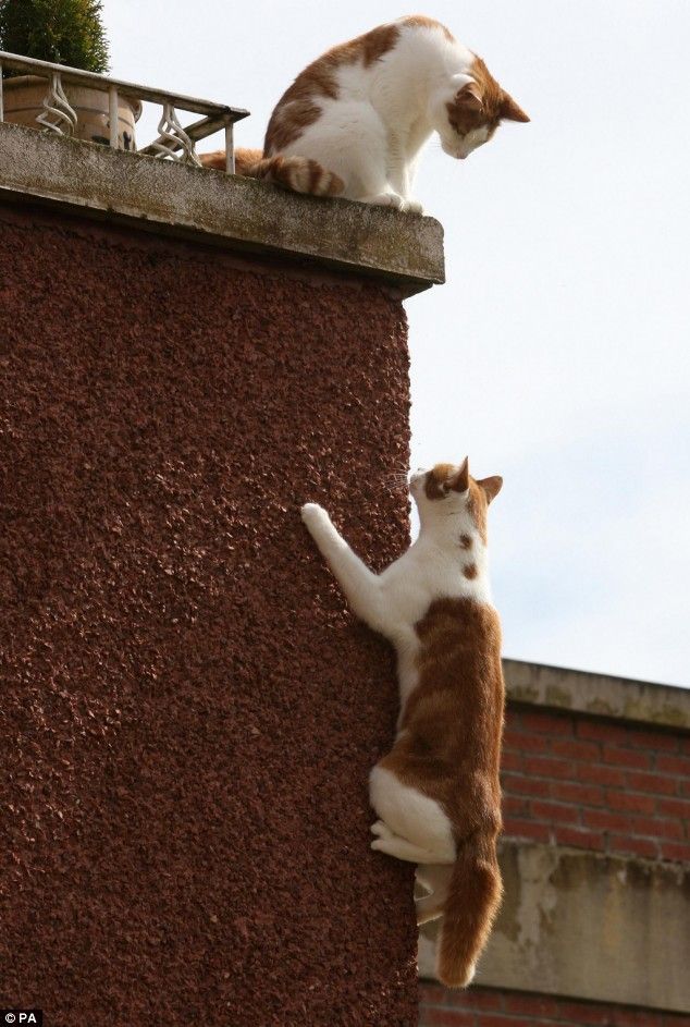 Now this is the strong will (5 pics)