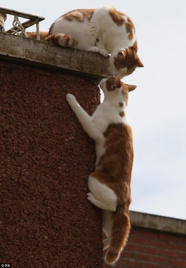 Now this is the strong will (5 pics)