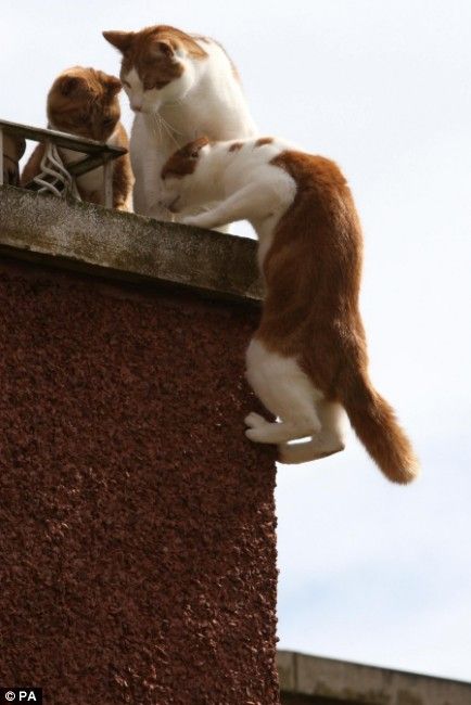 Now this is the strong will (5 pics)