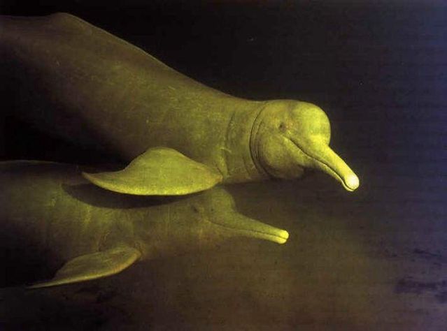 Incredible River Dolphins (17 pics)